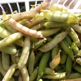 10 Najboljih sorti ili kako odabrati sjemenke graška za otvoreno tlo